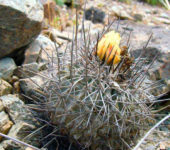 Цветущая Copiapoa fusca с длинной центральной колючкой на местах произрастания.