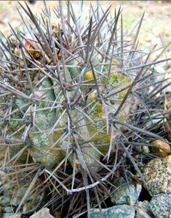 Copiapoa fusca с пятнистым бело-восковым налетом.