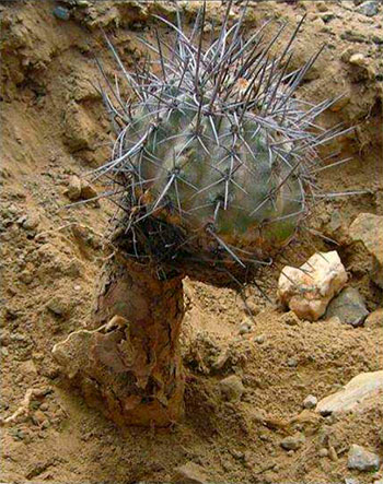 Copiapoa fusca с большим стержневым корнем.