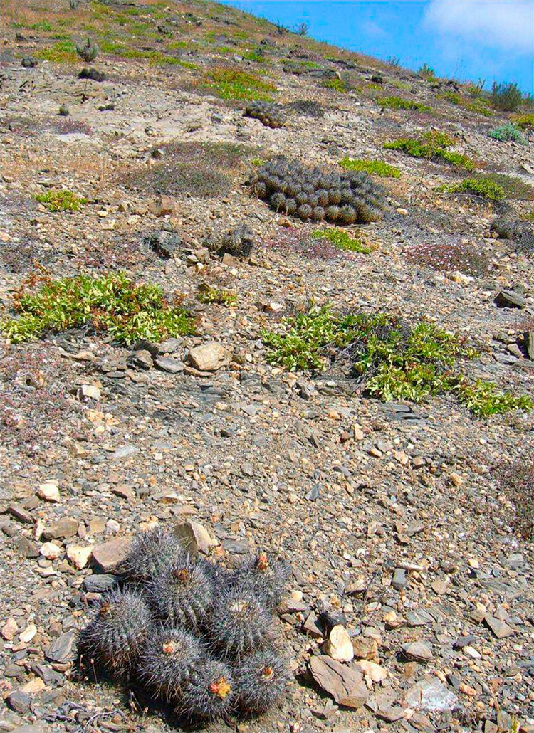 Каменистый грунт, где растут большие группы Copiapoa fusca.