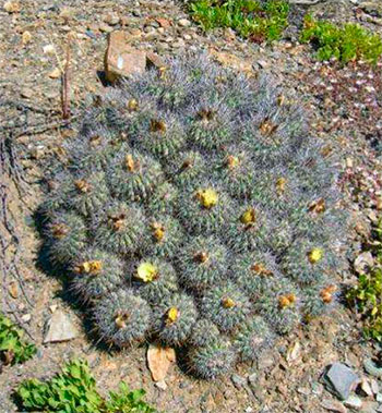 Большой куст Copiapoa fusca с раскрытыми цветками и остатками засушенных цветков.