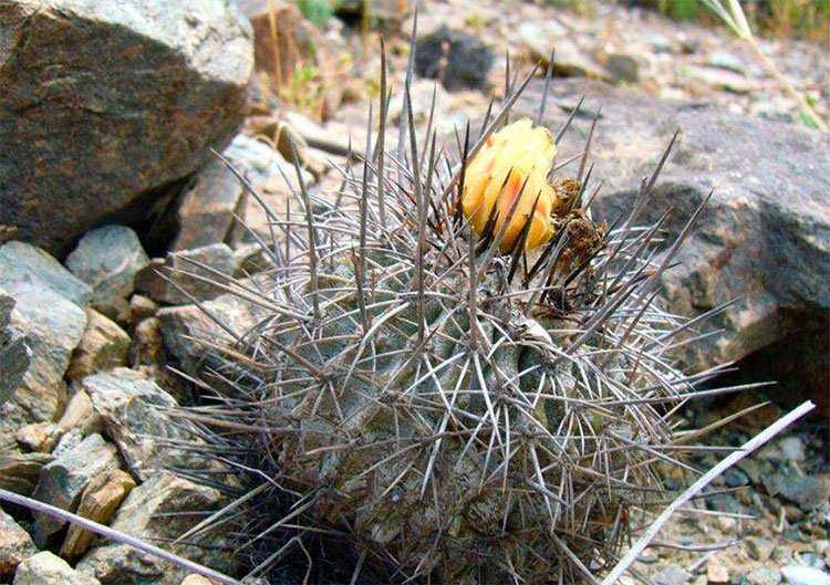 Copiapoa fusca и Copiapoa corralensis – описание двух новых видов (Часть 1)