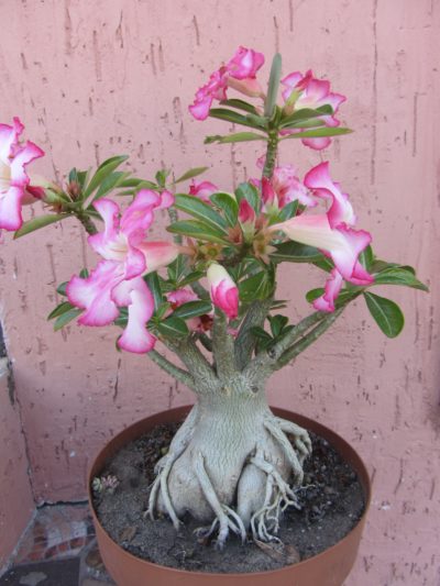 Adenium obesum семена