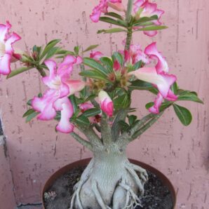Adenium obesum семена | 3