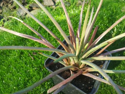 agava stricta rubra - Зображення 2