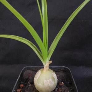 Ornithogalum caudatum | 76