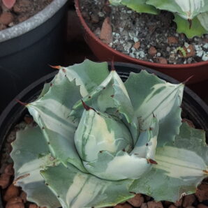 Agave isthmensis ‘Ohi Raijin Shiro Nakafu’ – Variegated Dwarf