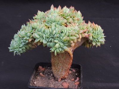 Echeveria sp. cristata - Зображення 2