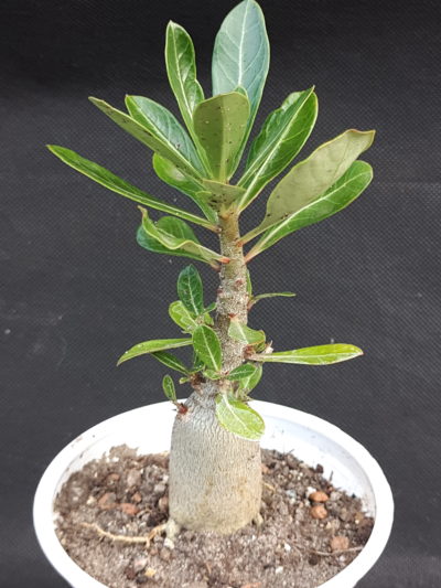 Adenium obesum