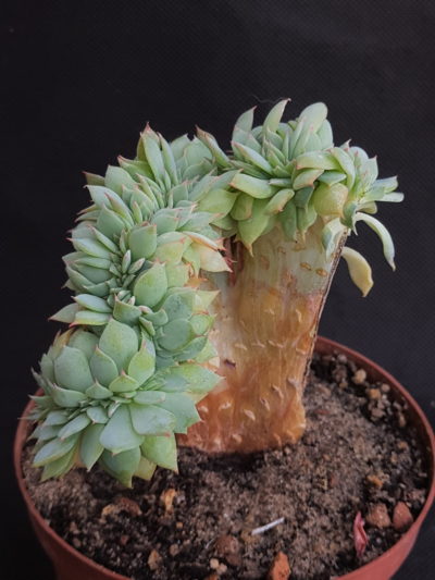 Echeveria sp. cristata