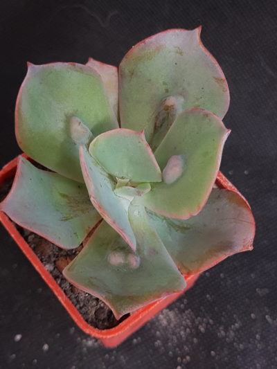 Echeveria Paul Bunyan