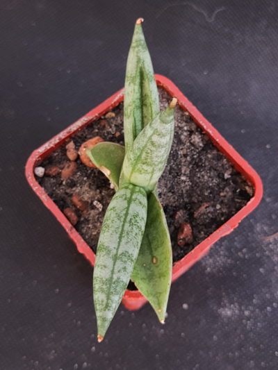 Sansevieria cylindrica compacta