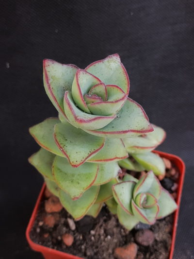 Crassula pagoda