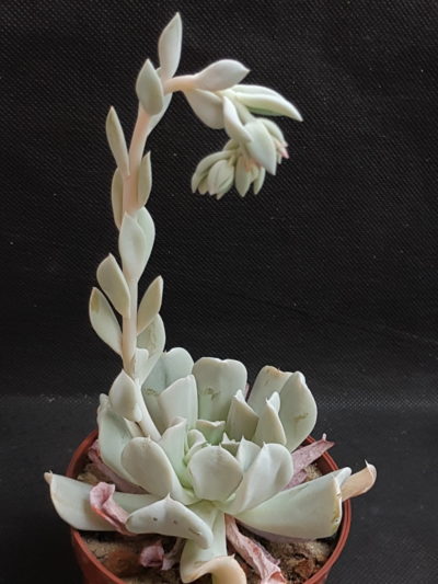 Echeveria Topsy Turvy