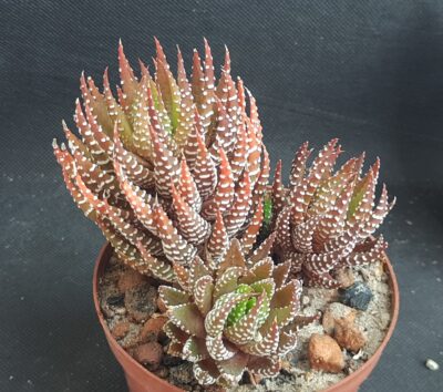 Haworthia reinwardtii peddiensis