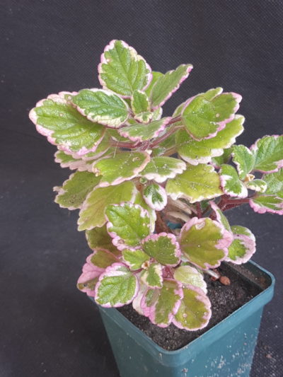 Plectranthus madagascariensis 'Variegated Mintleaf'
