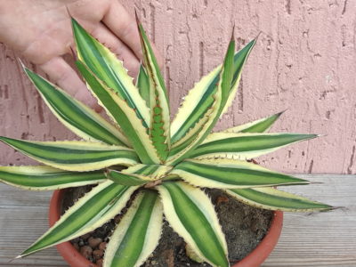 Agave lophantha Splendida var.