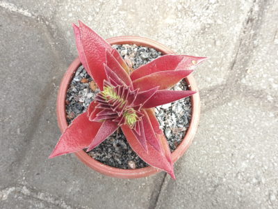 Crassula capitella subsp. thyrsiflora — Red Dragon