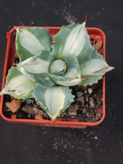 Agave isthmensis ‘Ohi Raijin Shiro Nakafu’ – Variegated Dwarf