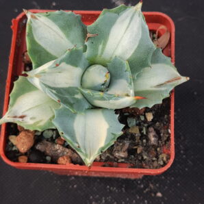 Agave isthmensis ‘Ohi Raijin Shiro Nakafu’ – Variegated Dwarf