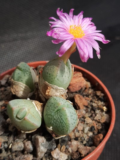Conophytum taylorianum ssp. ernianum