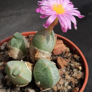 Conophytum taylorianum ssp. ernianum