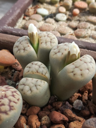 Lithops erniana