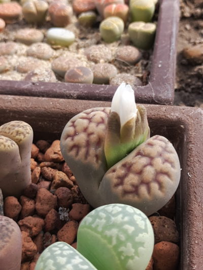 Lithops erniana
