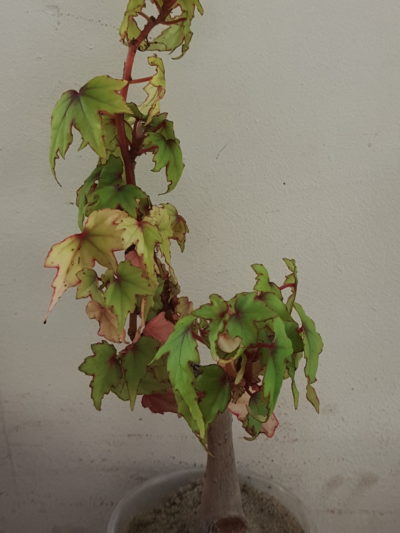 Begonia natalensis