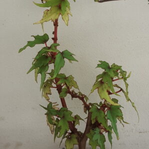 Begonia natalensis | 14