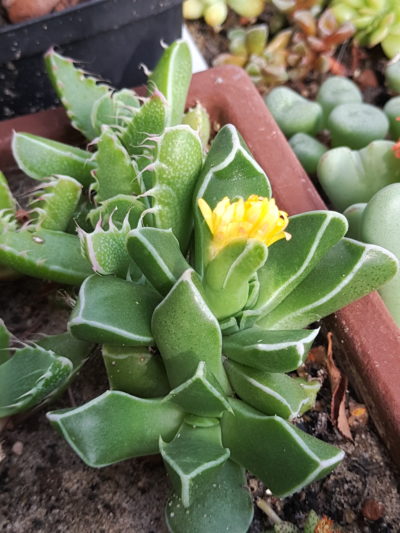 Faucaria bosscheana