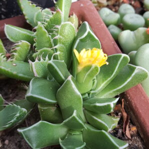 Faucaria bosscheana | 46