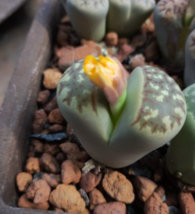 Lithops dorotheae