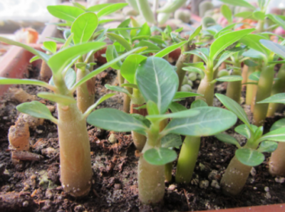 Adenium obesum сеянцы - Зображення 2