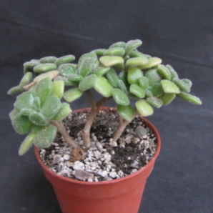 Aeonium tortuosum