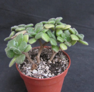 Aeonium tortuosum