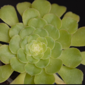 Aeonium aizoon