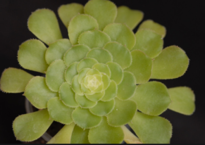 Aeonium aizoon