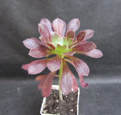 Aeonium arboreum atropurpureum