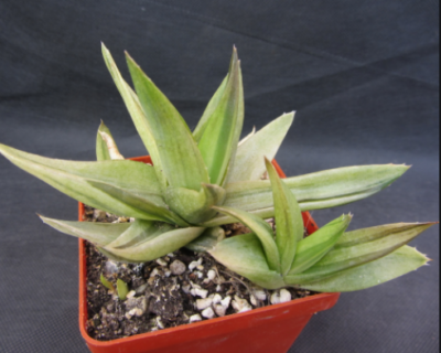 Aloe cv. Black Gem variegata