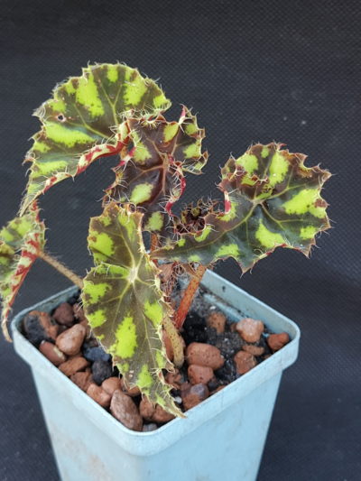 Begonia bowerae Tiger