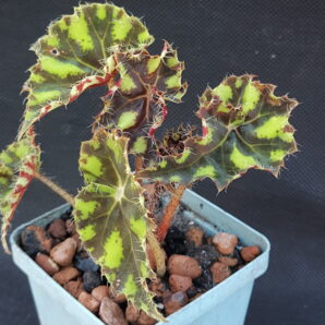 Begonia bowerae Tiger | 14