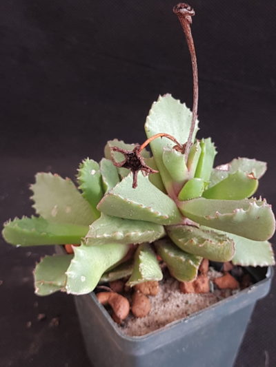 Carruanthus peersii
