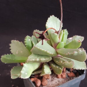 Carruanthus peersii | 23