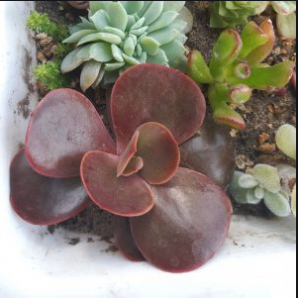 Echeveria Red Ball