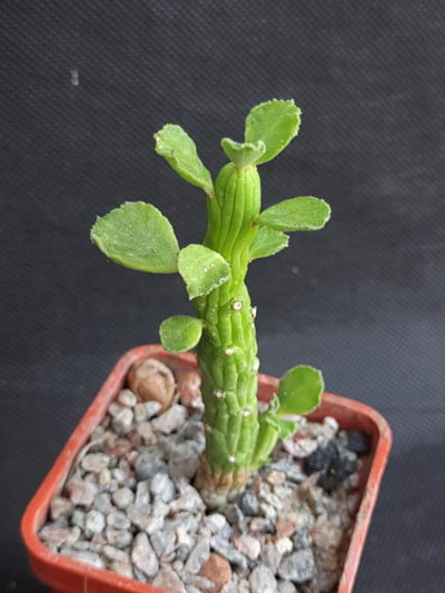 Monadenium ellenbeckii