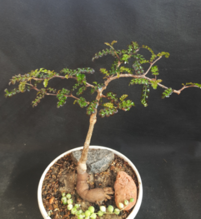 Operculicarya decaryi