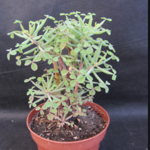 Oxalis succulenta | 79