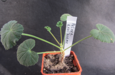 Pelargonium reniforme