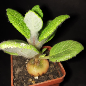 Sinningia bullata | 97